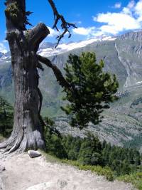 aletsch_baum_041.jpg